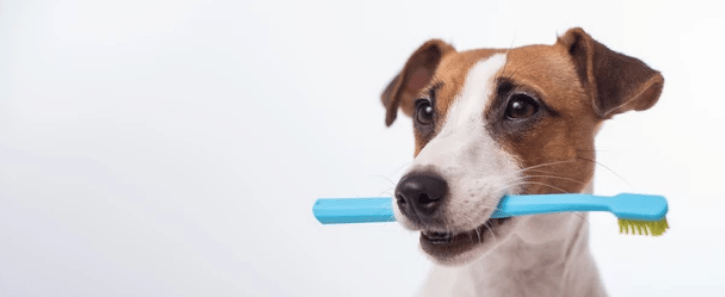 Maintaining Your Pup’s Dental Health: Essential Tips You Need to&nbsp;Know