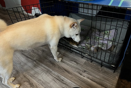 Teaching Your Pup to be Comfortable&nbsp;Alone